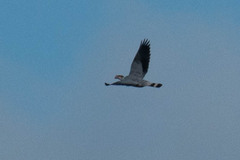 Lopholaimus antarcticus