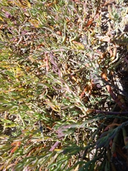 Chenolea diffusa