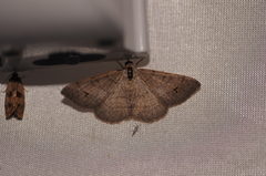 Digrammia muscariata