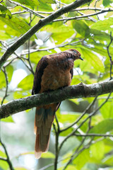 Macropygia phasianella