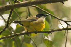Pachycephala pectoralis