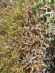 Chenolea diffusa