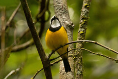 Pachycephala pectoralis