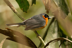 Symposiachrus trivirgatus