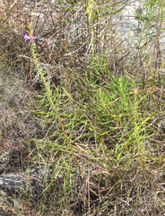 Liatris glandulosa