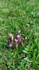 Gentianella amarella