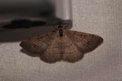 Digrammia muscariata