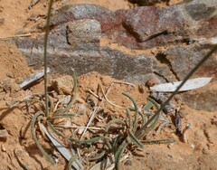 Ornithogalum perdurans