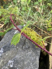 Rubus tuberculatus