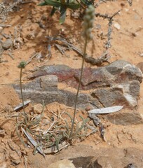 Ornithogalum perdurans