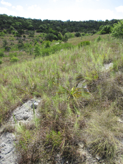 Liatris glandulosa