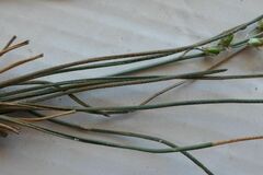 Ornithogalum perdurans