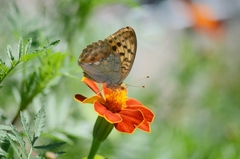 Argynnis laodice