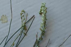 Ornithogalum perdurans