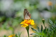 Argynnis laodice