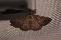 Digrammia muscariata