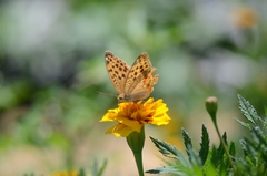 Argynnis laodice