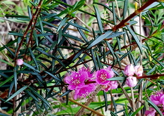 Hypocalymma robustum