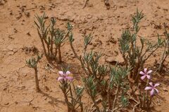 Pachypodium succulentum