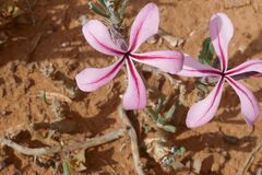 Pachypodium succulentum
