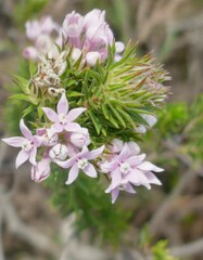 Phylica gnidioides
