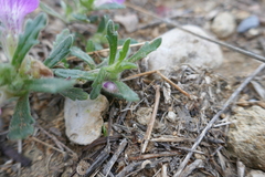 Ajuga iva iva