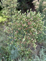 Erigeron floribundus