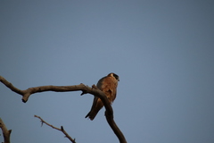 Falco longipennis