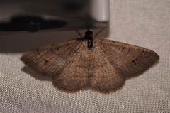 Digrammia muscariata