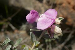 Podalyria burchellii