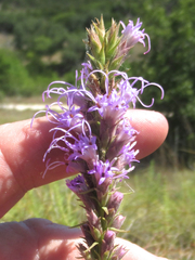 Liatris glandulosa