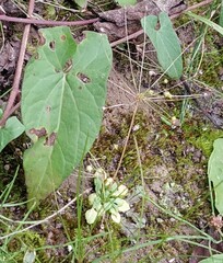 Androsace filiformis