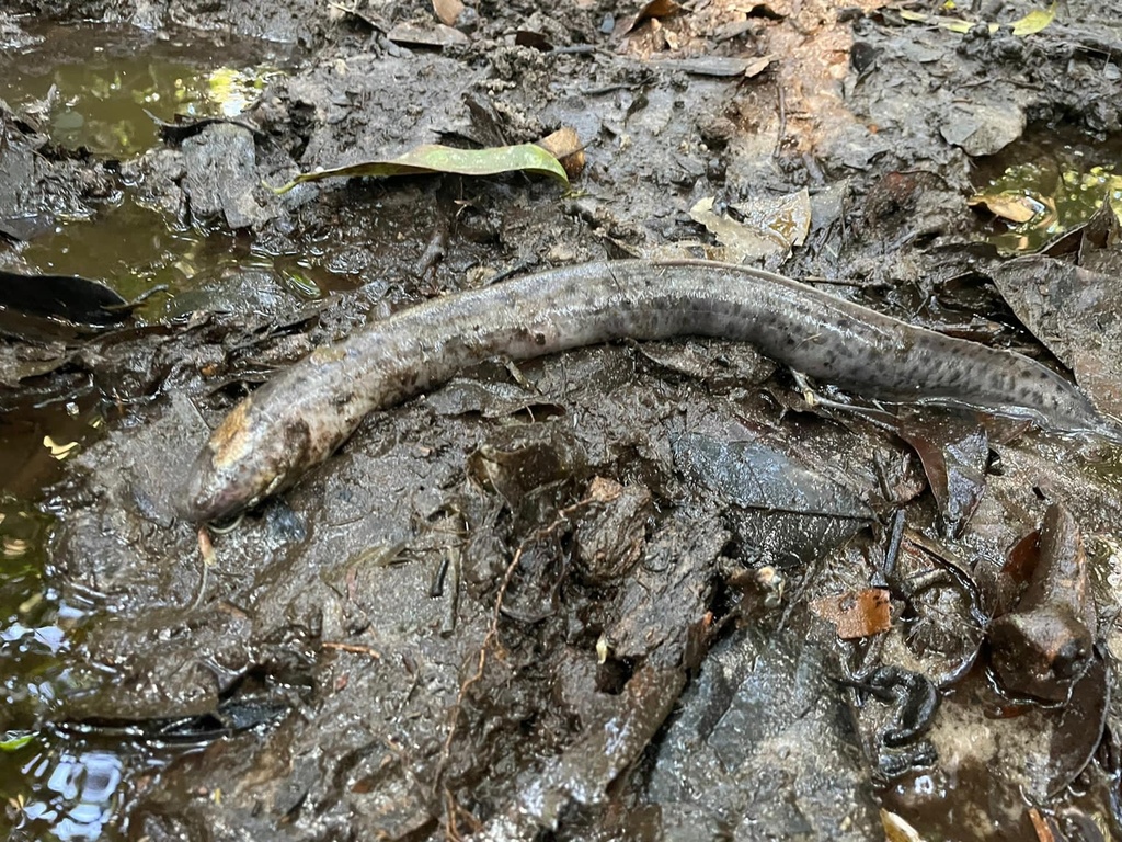 Slender lungfish (Protopterus dolloi) — Protopteridae