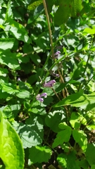 Scutellaria altissima