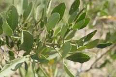 Searsia albomarginata