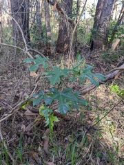 Brachychiton acerifolius
