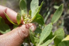 Searsia albomarginata