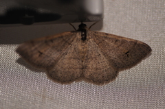 Digrammia muscariata