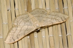 Idaea aversata