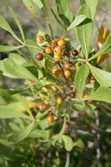 Searsia albomarginata