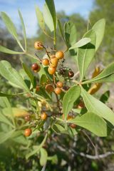 Searsia albomarginata