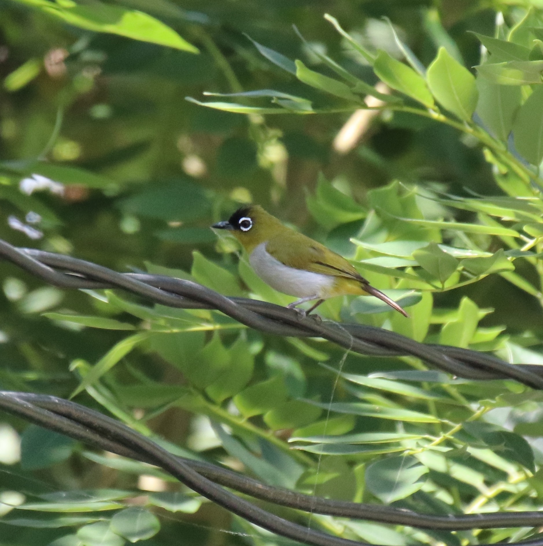 Black-crowned White-eye (Zosterops atrifrons), photo 8