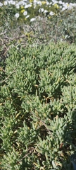 Lampranthus vernalis