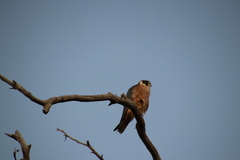 Falco longipennis