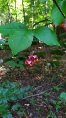 Euonymus latifolius