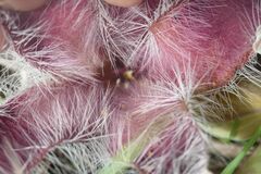 Stapelia grandiflora