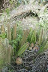 Stapelia grandiflora