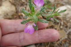 Ajuga iva iva