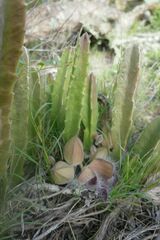 Stapelia grandiflora