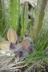 Stapelia grandiflora